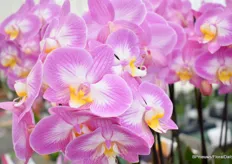 “Anthura Split brengt met haar roze bloemen en warm gele lip het zonnetje in huis! Deze prachtige phalaenopsis is vernoemd naar Split in Kroatië, dat bekend staat om haar kleurrijke gebouwen en mooie zonsondergangen.”
